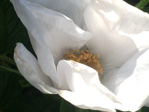 Rosa Rugosa Weiß