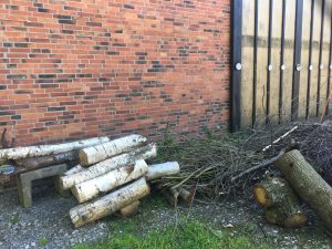 Birkenholz vor der Halle