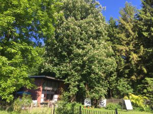 blühende Kastanie im Garten